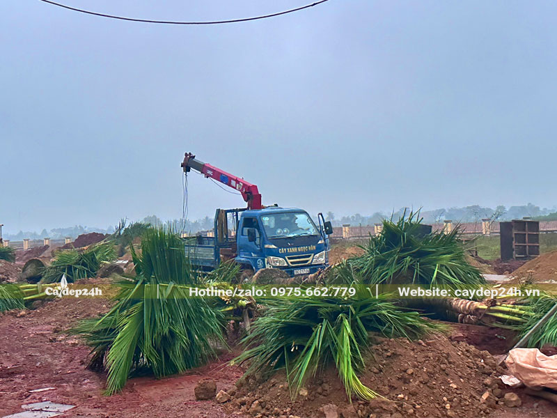 Những cây Dừa cao lớn được đặt cạnh vị trí trồng đã đào hố