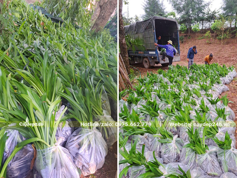 Hàng chục túi Bạch trinh biển đóng gói cẩn thận được chuyển lên thùng xe tải