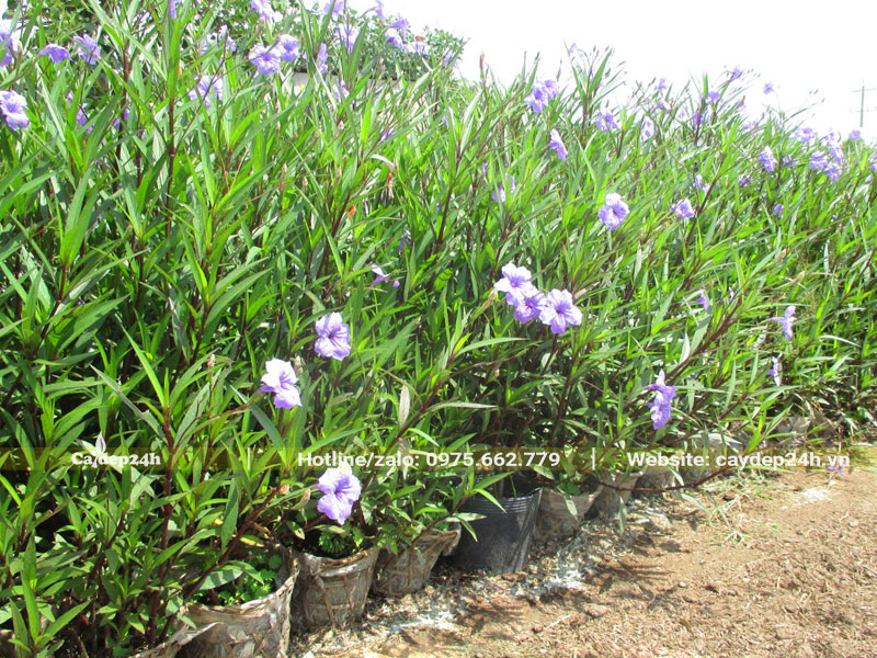 Những chậu cây hoa Chiều Tím cao 50cm
