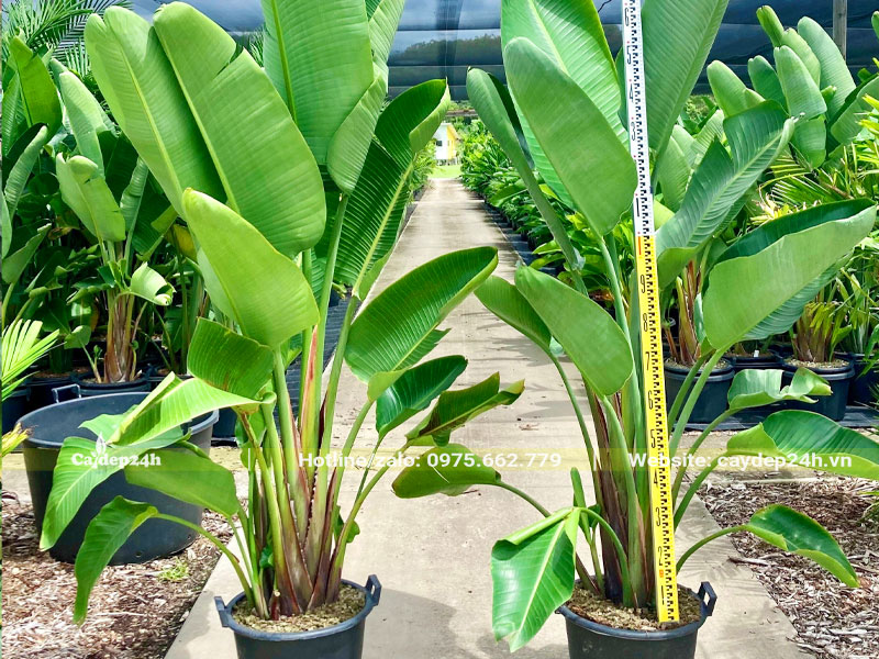 Cây hoa Chuối Thiên Điểu cao hơn 1m trồng sẵn trong chậu