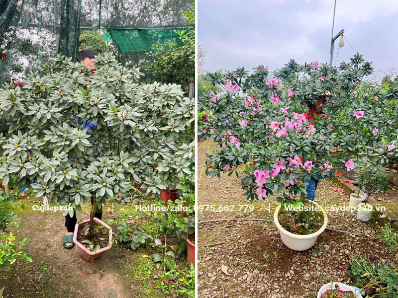 Cây thân tree dáng đẹp, siêu nhiều nụ và nhiều hoa