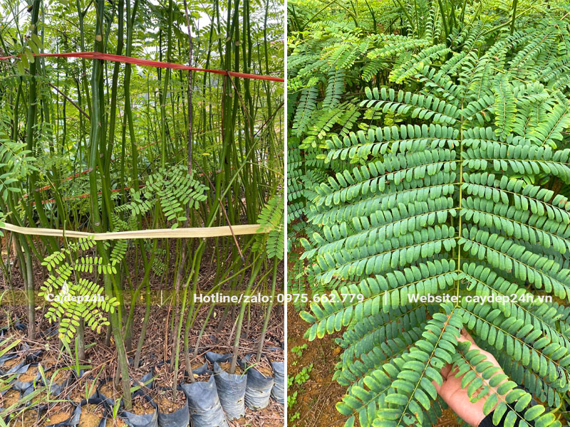 Cây Phượng Phật Y giống chiều cao gần 1m