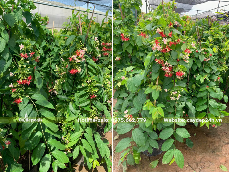 Cây Sử Quân Tử hoa đẹp, chiều cao gần 2m