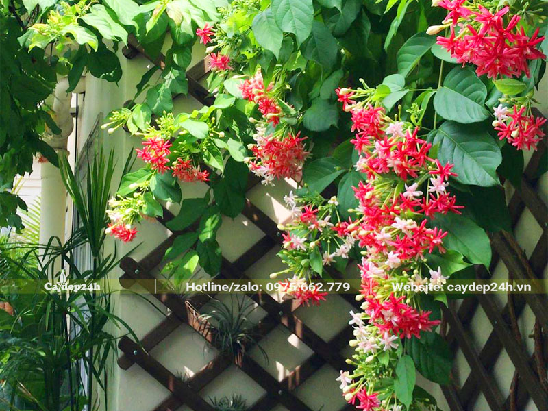 Những cành hoa Sử Quân Tử buông rủ siêu đẹp