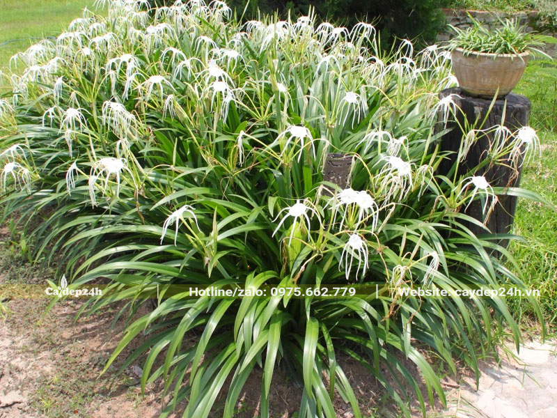 Hàng cây Bạch Trinh Biển nở rộ hoa