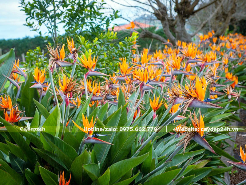 Hàng cây hoa Thiên Điểu nở rực rỡ
