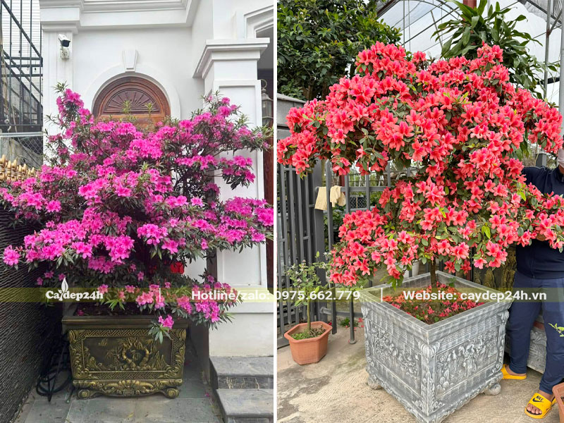 Những chậu cây Đỗ Quyên nở hoa đẹp trang trí sân vườn biệt thự