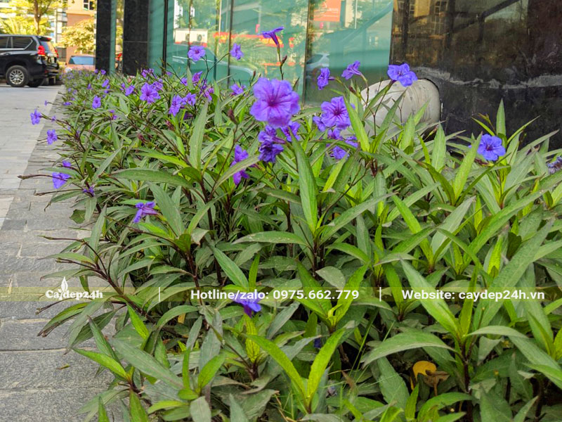 Cây Chiều Tím trồng đường viền quanh một trung tâm thương mại cao cấ