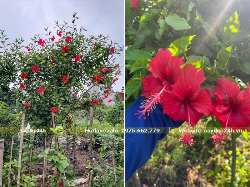 Cây Dâm Bụt trồng trong chậu, hoa đỏ, cánh đơn