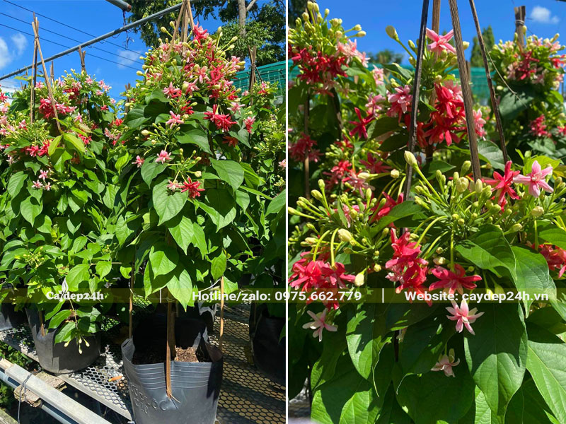 Hoa Sử Quân Tử kép chiều cao khoảng 1.5m