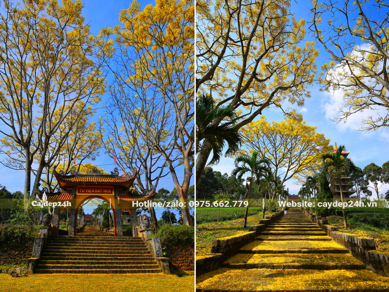 Cây Phượng Phật Y trồng ở tu viện Bát Nhã ở Lâm Đồng
