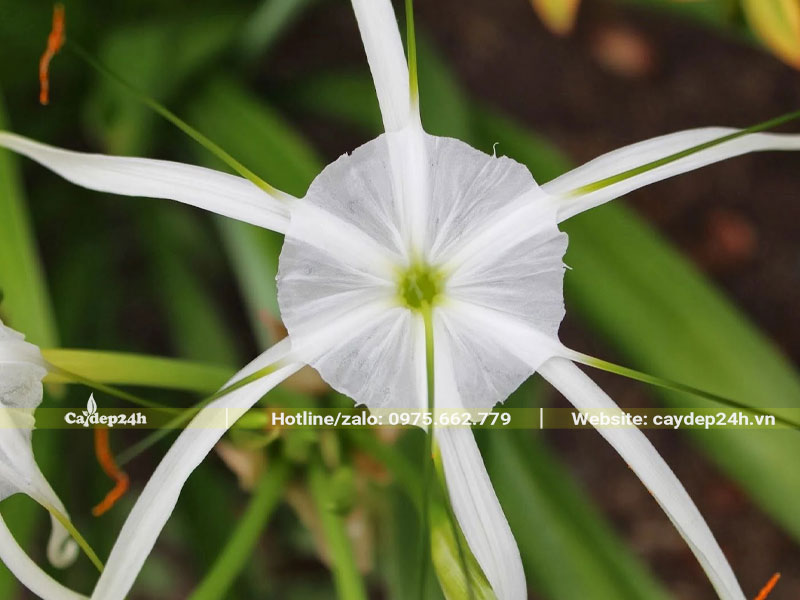 Hình dáng bông hoa Bạch Trinh Biển trắng