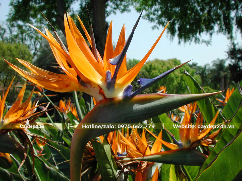 Bông hoa Thiên Điểu khoe sắc, rực rỡ với sắc màu cam