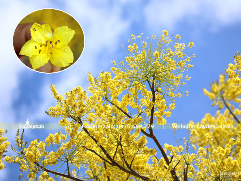 Đầu cành cây Phật Y chi chít những bông hoa vàng tươi xinh đẹp
