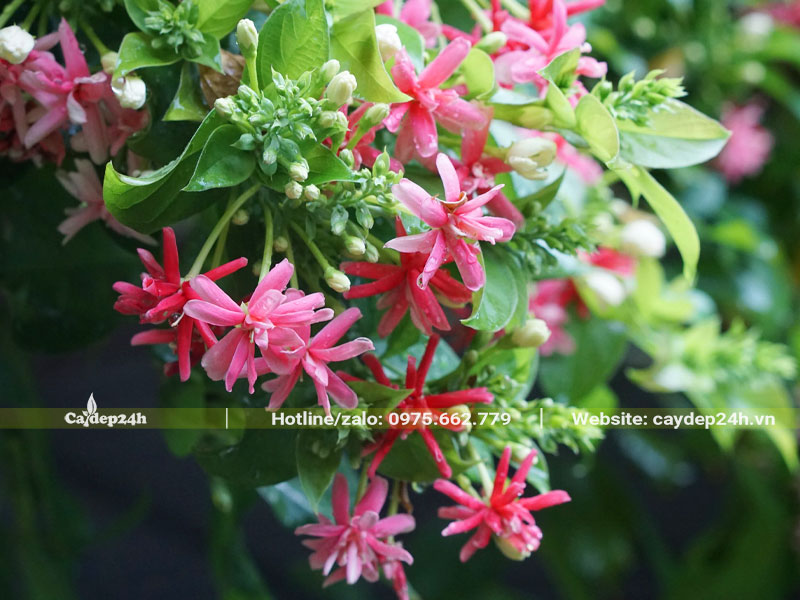 Chùm hoa Sử Quân Tử đang bắt đầu đổi màu