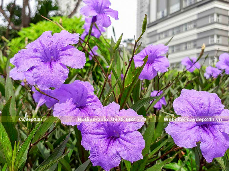 Bông hoa Chiều Tím khoe sắc dưới ánh nắng sớm mai