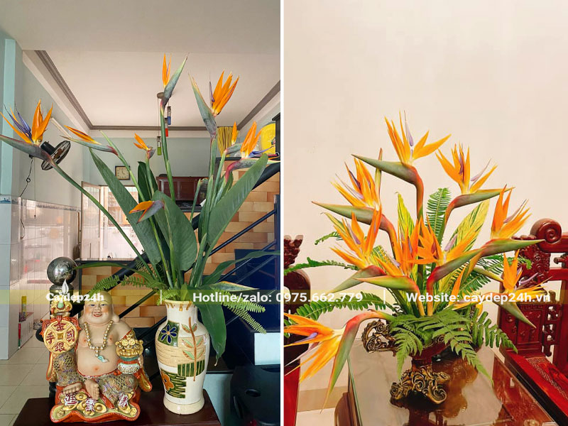 Những bình hoa Thiên Điểu đẹp trang trí phòng khách