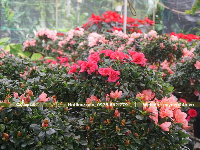 Khu vực xếp riêng những chậu hoa Đỗ Quyển đỏ và hồng