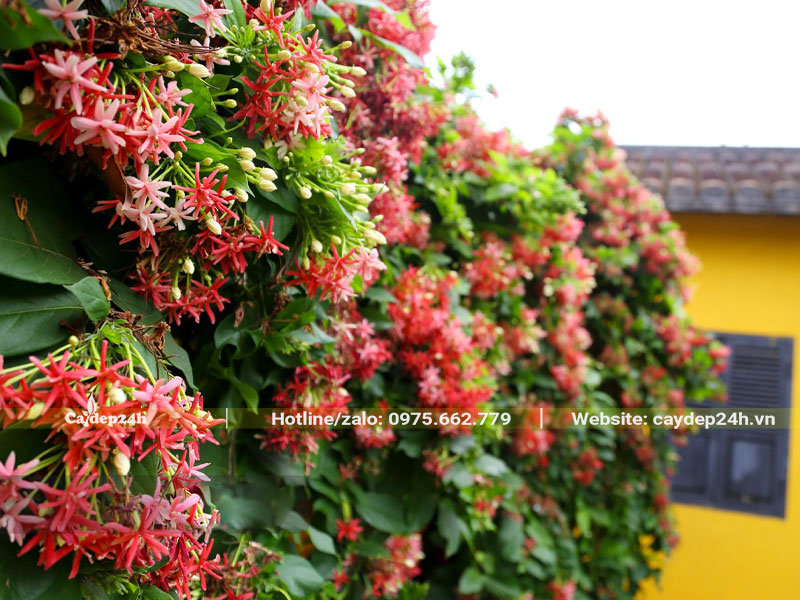 Bờ tường phủ kiến cây Sử Quân Tử hoa kép
