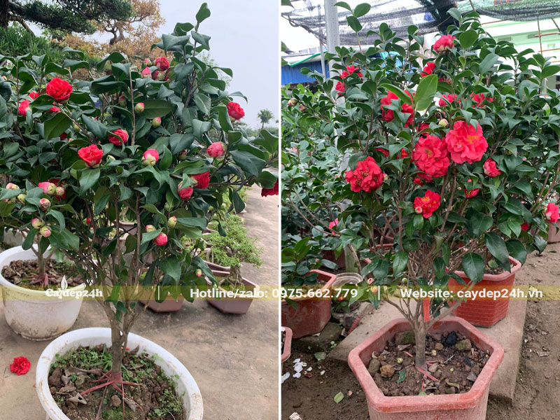 Những chậu cây hoa trà đỏ thâm bát diện