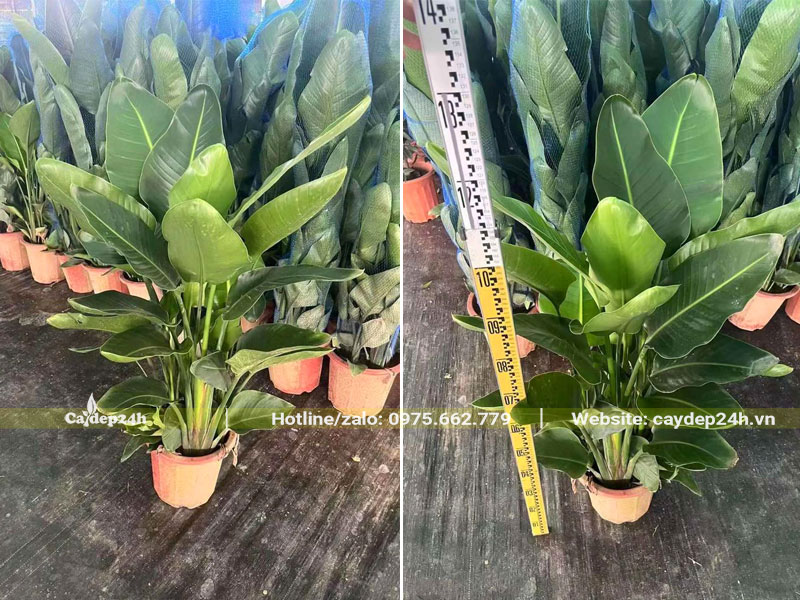 Cây giống hoa Thiên Điểu trồng chậu, cao gần 1m