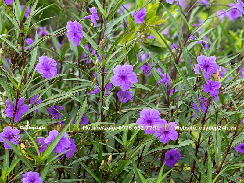 Hoa cây Chiều Tím nở liên tục, màu tím nhẹ nhàng mà thu hút