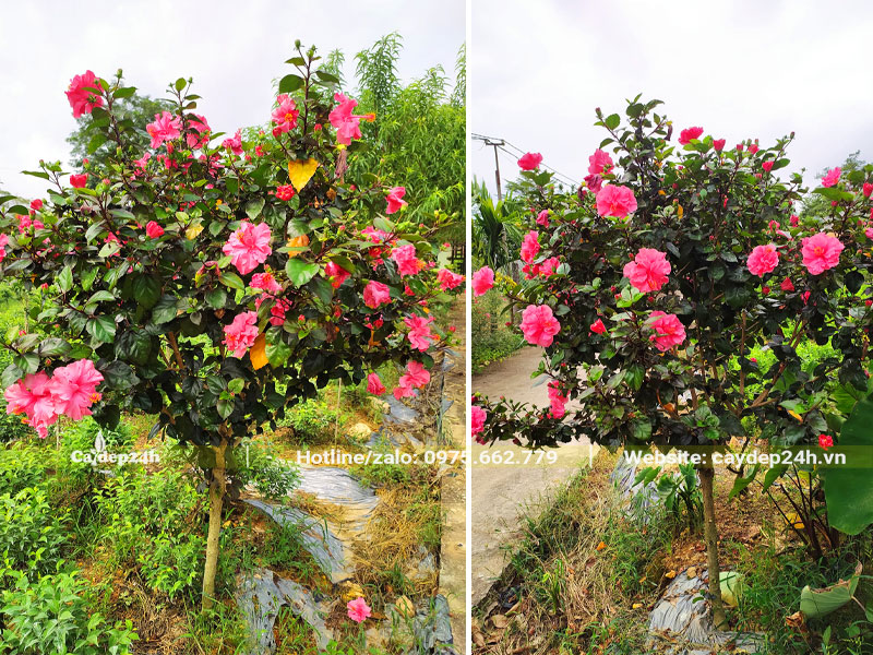 Cây Dâm Bụt lâu năm, đường kính gốc 3 - 4cm