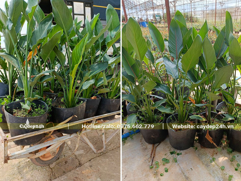 Chọn lọc những cây hoa Thiên Điểu đạt chuẩn theo yêu cầu của khách hàng