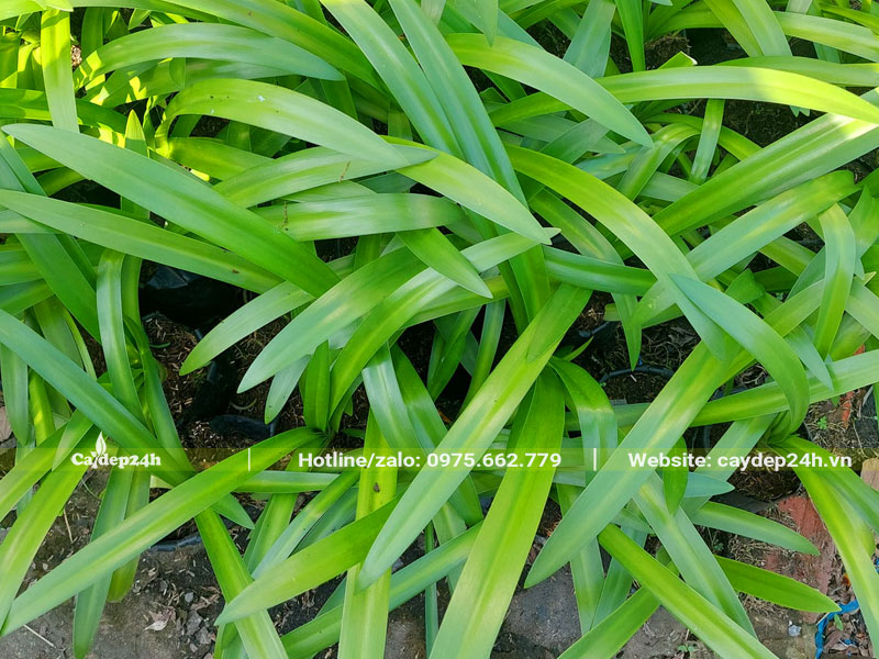 Hình dáng lá của cây Bạch Trinh Biển