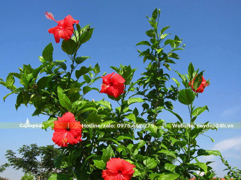 Cây Dâm Bụt Ta trồng hàng rào