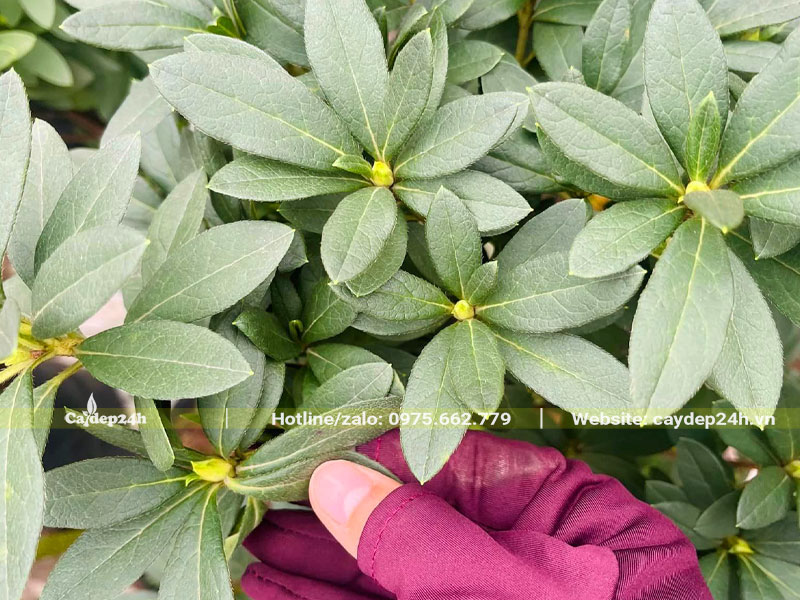 Hình dáng lá và nụ hoa của cây Đỗ Quyên