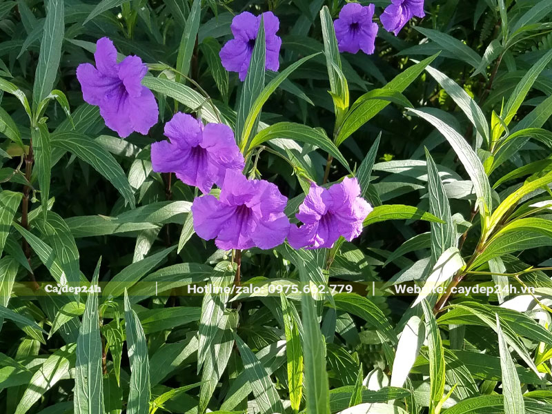 Lá cây hoa Chiều Tím hình mũi mác dài, xanh tốt quanh năm