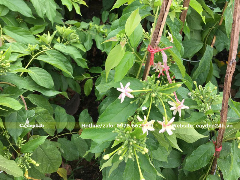 Những chậu cây hoa Sử Quân Tử đang ra chồi non