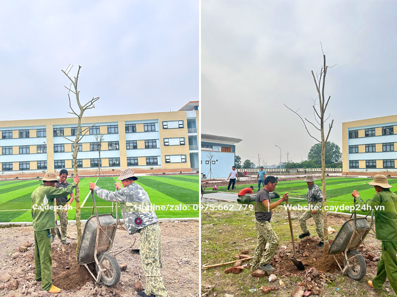 Cây được giữ đứng thẳng, lấp đất và nén chặt cố định dáng cây