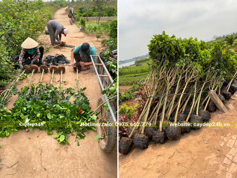 Công nhân đang bứng và bọc bầu cho cây Dâm Bụt cao 2m