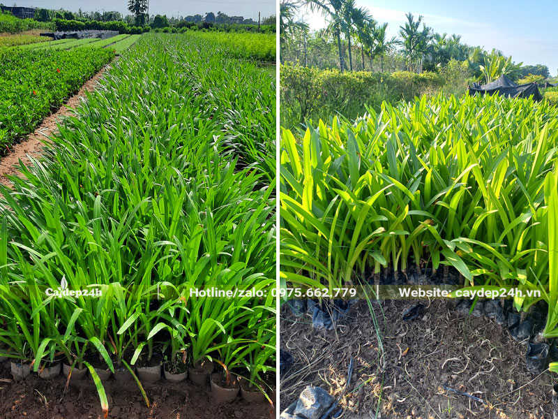 Vườn nhân giống và nuôi trồng cây Bạch Trinh Biển cao 50cm