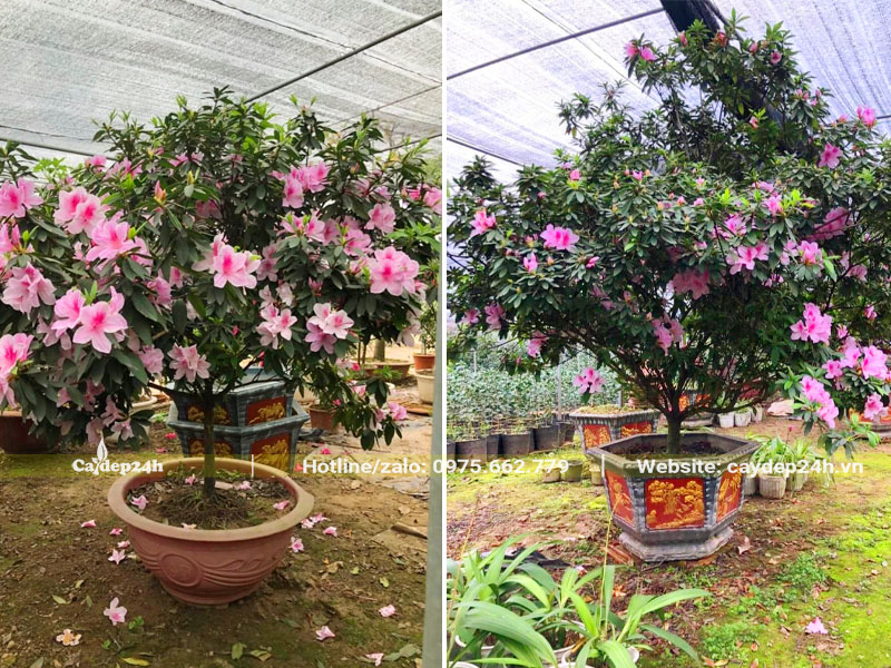 Những chậu cây hoa Đỗ Quyên hồng lâu năm chiều cao từ 2m trở lên