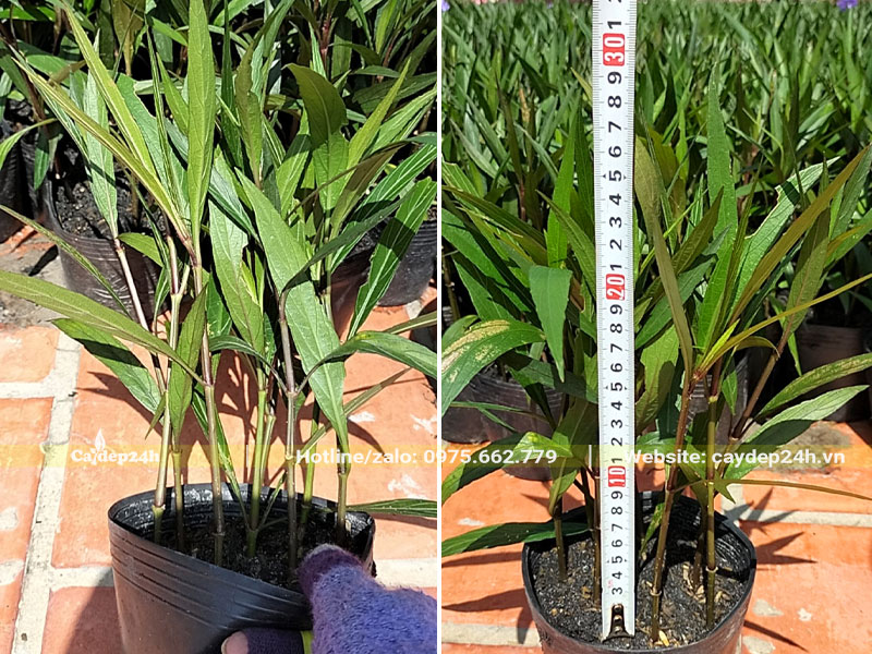 Những chậu bầu cây hoa Chiều Tím cao 30cm, xanh tốt