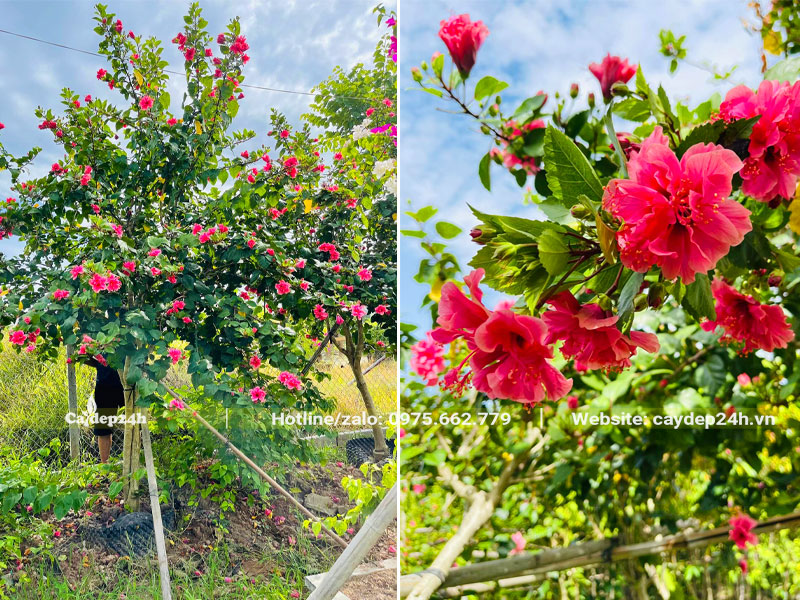 Cây hoa Dâm bụt hồng đang bung nở rực rỡ