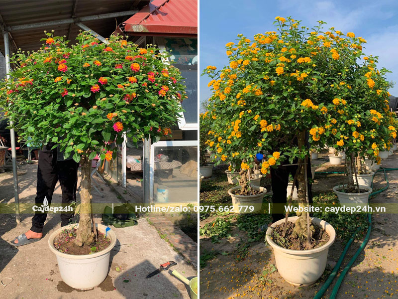 Cây hoa Ngũ Sắc thoát thân đẹp, cao khoảng 1m5