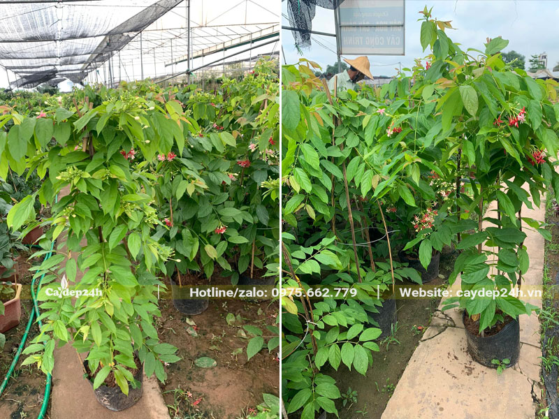 Khu vườn dưỡng hàng trăm cây Sử Quân Tử chiều cao 1m5