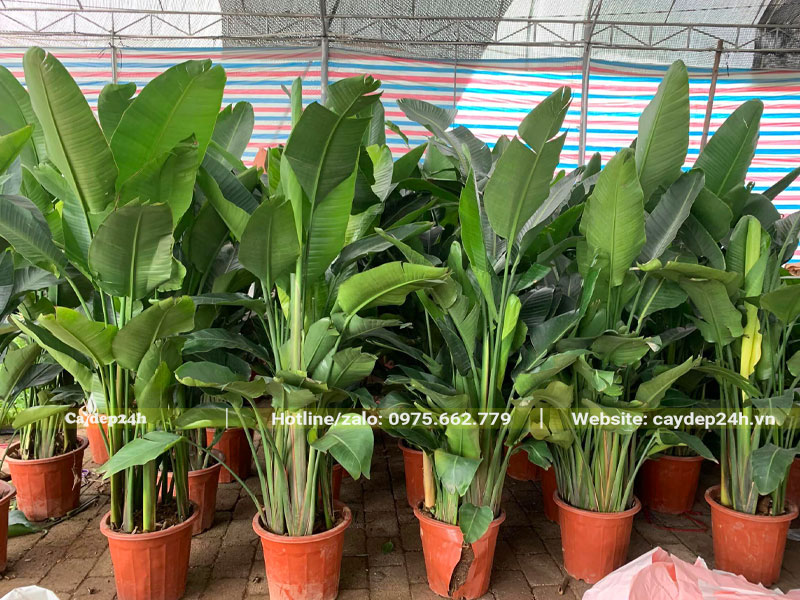 Dưỡng cây hoa Thiên Điểu cao 2m trong nhà vườn có lưới che