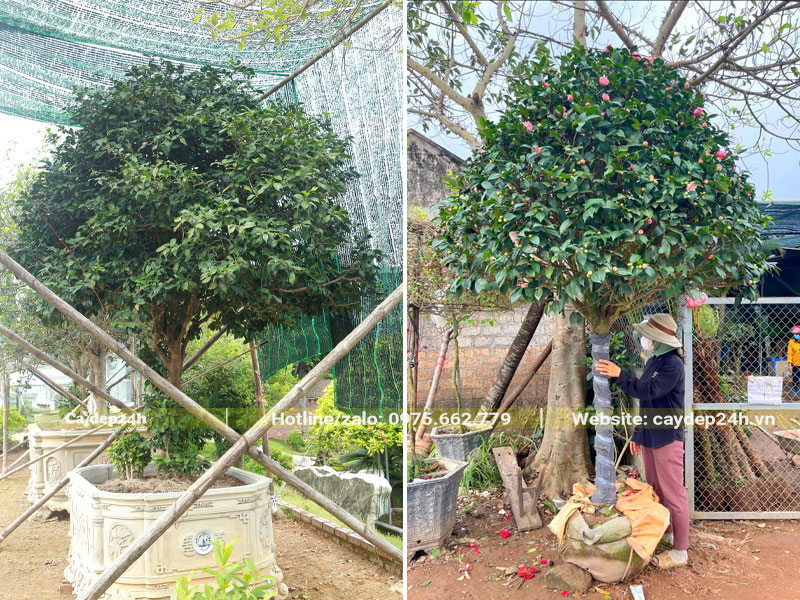 Chiêm ngưỡng cây hoa trà cổ thụ dáng thoát thân đẹp