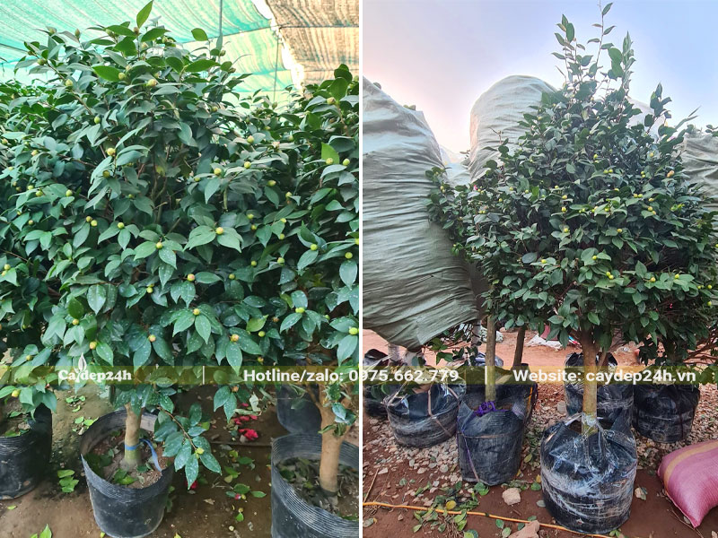 Trà hoa đỏ thoát thân chiều cao 2m, đường kính gốc 8 - 10cm