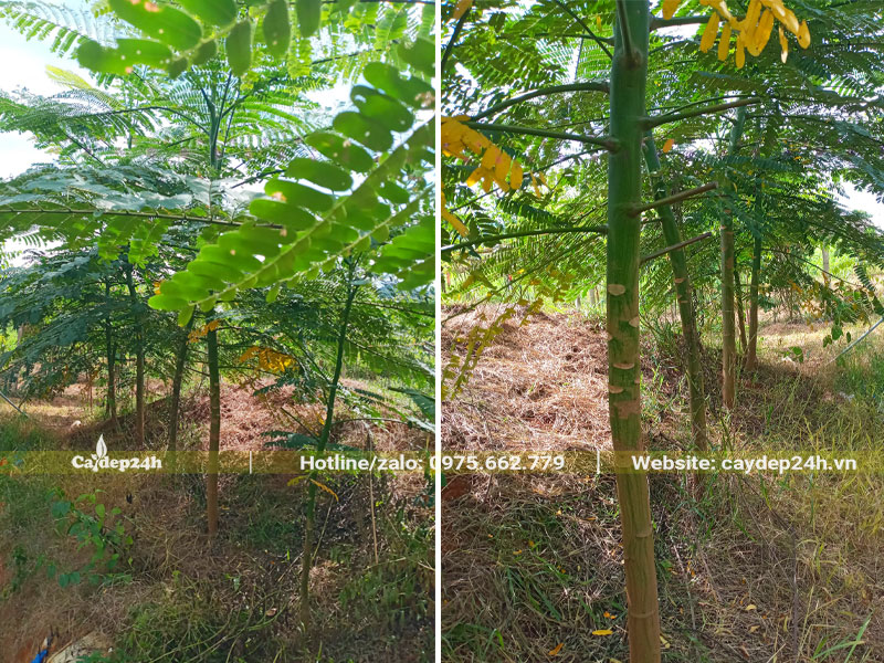 Cây Phật Y bứng thẳng, chiều cao hơn 2m, đường kính gốc 5 - 7cm