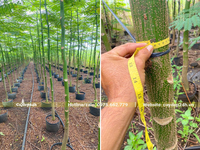 Vườn trồng số lượng lớn cây Phật Y đường kính gốc 5 - 8cm