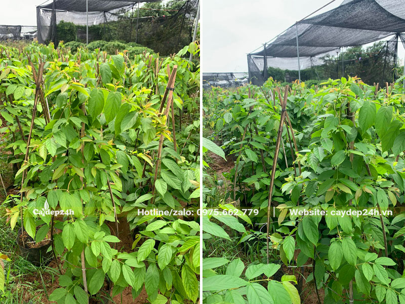 Vườn dưỡng số lượng lớn cây hoa Sử Quân Tử trưởng thành, chiều cao 1.5 - 2m