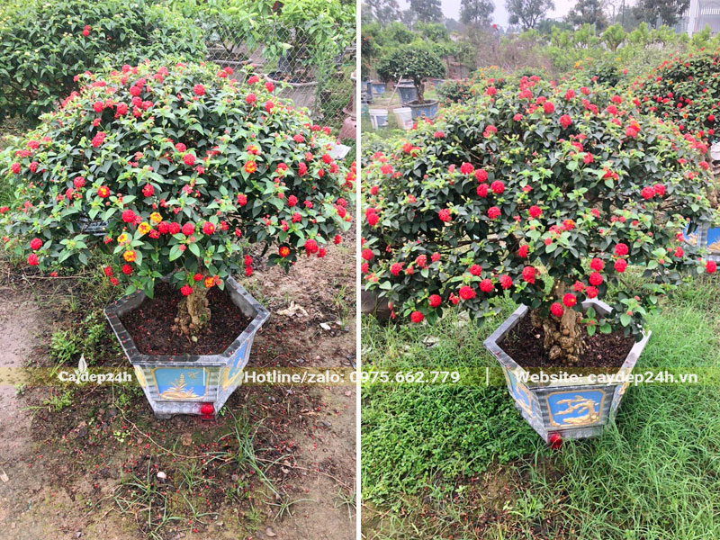 Những chậu cây hoa Ngũ Sắc bonsai đẹp