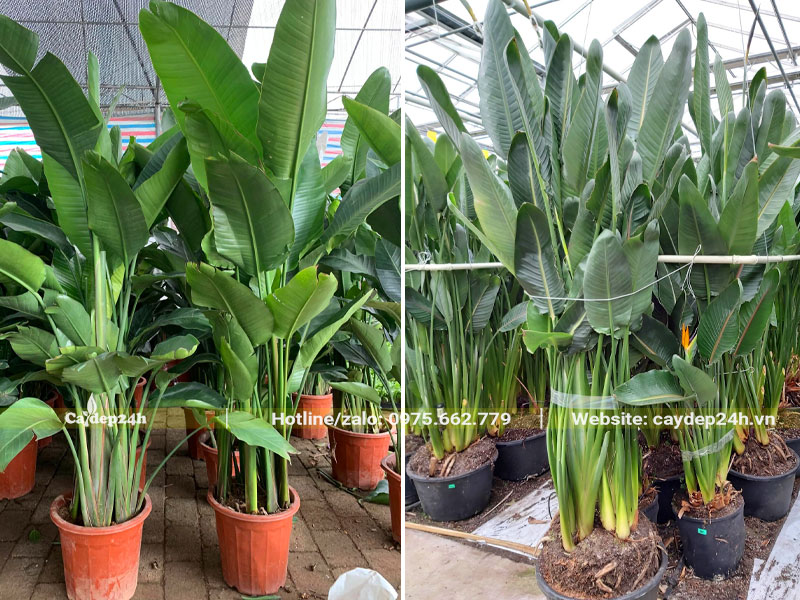 Bứng và trồng số lượng lớn cây hoa Thiên Điểu cao 2m trong chậu