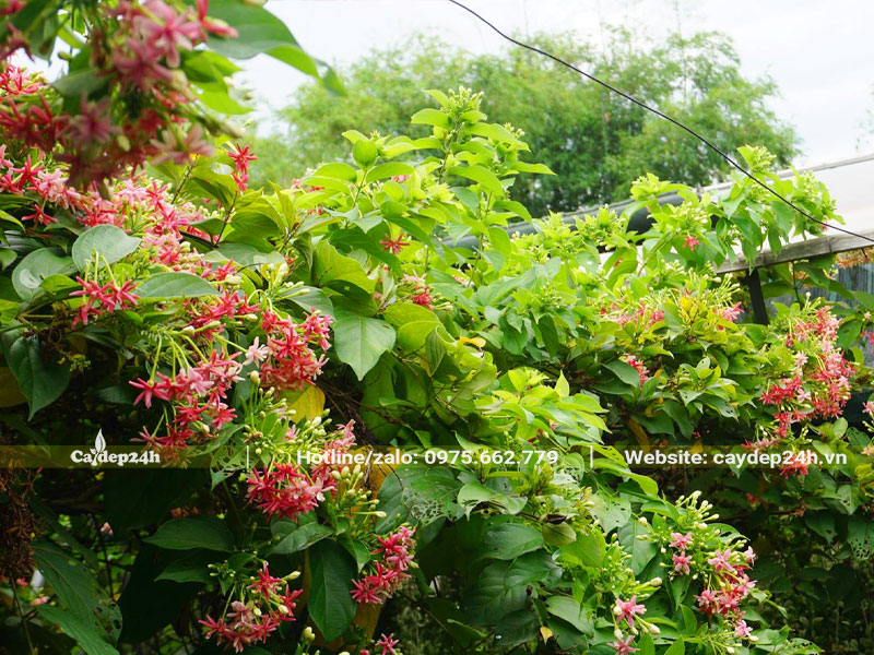 Giàn Sử Quân Tử leo dày, đang nở hoa đẹp